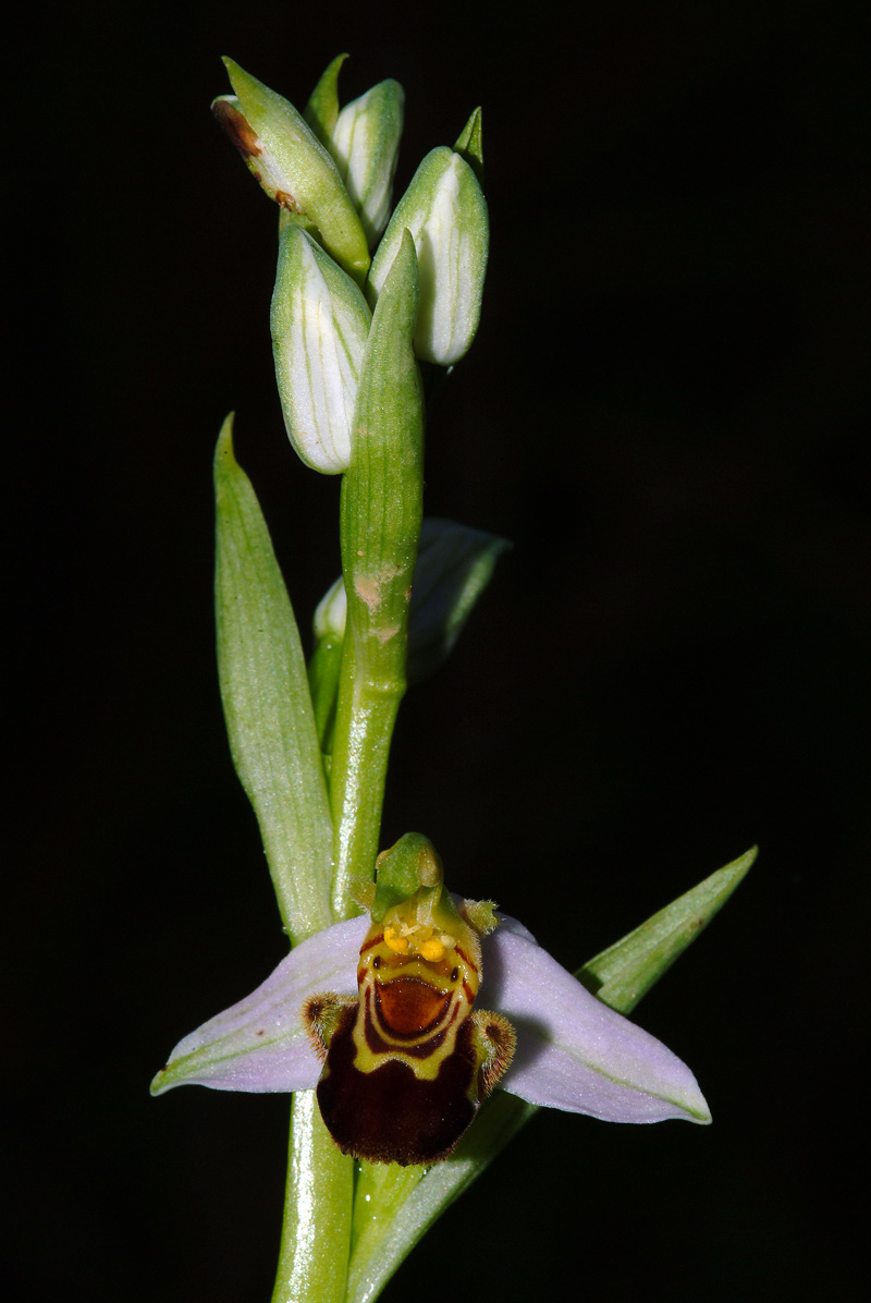 Conferma Ophrys apifera Hudson 14-05-10